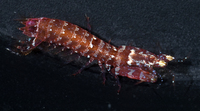 : Gonodactylus