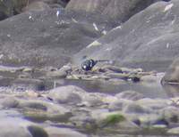 Spotted Forktail (Enicurus maculatus) 2005. január 10. Corbett Tiger Reserve, Quality Inn