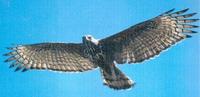 Crested Serpent Eagle - Spilornis cheela