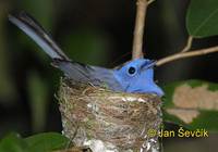 Picture  of lejsek modrý Eumyias sordida Dusky-blue Flycatcher Ceylon Schnapper