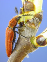 Anostirus purpureus