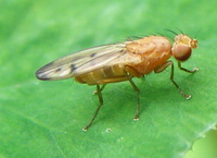 Opomyza florum - yellow cereal fly