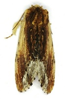 Ptilodon cucullina - Maple Prominent