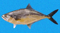 Oligoplites altus, Longjaw leatherjack: fisheries