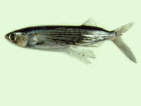 Cypselurus poecilopterus, Yellow-wing flyingfish: fisheries, gamefish