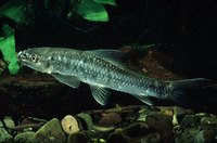 Labeo cylindricus, Redeye labeo: fisheries, aquarium