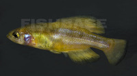 Girardinichthys multiradiatus, Darkedged splitfin: aquarium