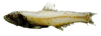 Lampanyctus tenuiformis, :