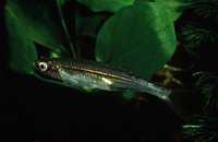 Mesobola spinifer, Malagarasi sardine: fisheries