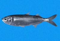 Melanorhinus cyanellus, Blackside silverside: