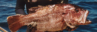Glaucosoma hebraicum, Westralian jewfish: fisheries, gamefish