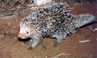 Image of: Coendou prehensilis (Brazilian porcupine)