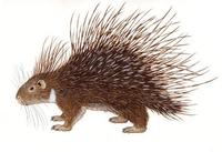 Image of: Hystrix indica (Indian crested porcupine)