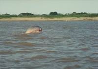 Inia geoffrensis - Pink River Dolphin