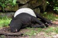 Tapirus indicus - Malayan Tapir