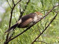 Image of: Guira guira (Guira cuckoo)