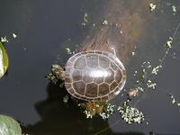 Image of: Chrysemys picta (painted turtle)