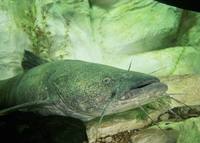 Pylodictis olivaris - Flathead Catfish