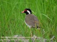Red-wattled Lapwing - Vanellus indicus