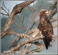 Tawny Eagle - Aquila rapax