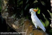 Yellow-crested Cockatoo - Cacatua sulphurea
