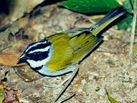 Pectoral Sparrow - Arremon taciturnus - Pirenópolis GO