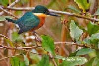 An American Pygmy Kingfisher photographed during a FONT tour