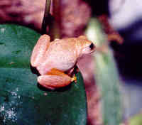: Dendropsophus phlebodes