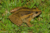 : Discoglossus galganoi; Portuguese Painted Frog