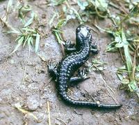 : Salamandra atra; Salamandre Noire