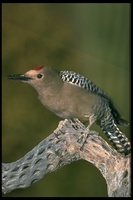 : Melanerpes uropygialis; Gila Woodpecker