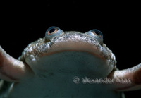 : Xenopus laevis; African Clawed Frog