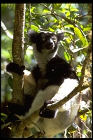 : Indri indri; Indris
