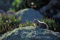 : Otospermophilus beecheyi; California Ground Squirrel
