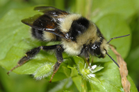 : Bombus melanopygus; Orange-rumped Bumblebee