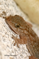 : Tarentola mauritanica; Moorish Gecko