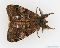: Orgyia vetusta; Western Tussock Moth