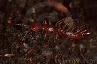 : Chilopoda sp.; Centipede