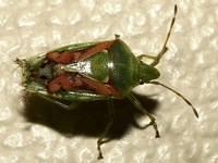 Cyphostethus tristriatus - Juniper Shield bug