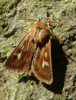 Cerapteryx graminis - Antler moth