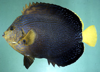 Chaetodontoplus chrysocephalus, Orangeface angelfish: aquarium