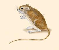 Image of: Perognathus inornatus (San Joaquin pocket mouse)