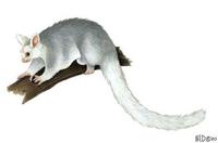 Image of: Petauroides volans (greater glider)