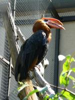 Buceros hydrocorax - Rufous Hornbill