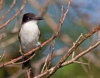 Loggerhead kingbird (Jamaican race, Tyrannus caudifasciatus jamaicensis)