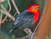 And here's a gorgeous Crimson-hooded Manakin (Pete Morris)