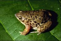 : Hemisus marmoratus; Shovel-nosed Frog