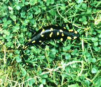 : Salamandra salamandra salamandra; Fire Salamander