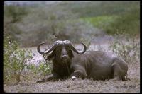 : Syncerus caffer caffer; Cape Buffalo