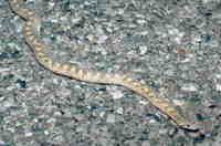 : Arizona elegans occidentalis